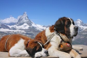 St Bernard HD Wallpaper Background
