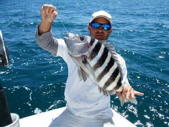 Sheepshead Feeding Frenzy Coastal Angler The Magazine