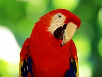 All Wallpaper Parrot HD