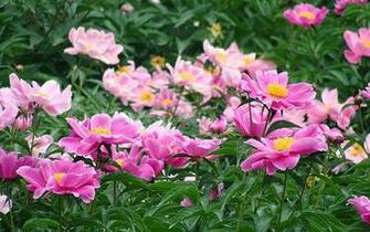 Mayflower God Peony Desktop Wallpaper Flower