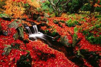 Falling Red Leaves On River