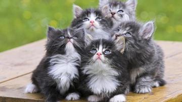 Best Wallpaper Beautiful Cats