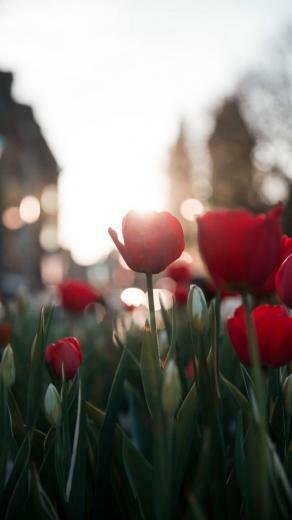 Beautiful Amsterdam iPhone Wallpaper To Inspire Your