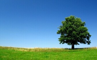 Beautiful Tree Wallpaper
