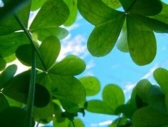 Clover Wallpaper HD Walls