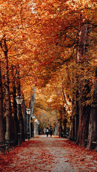 Autumn Phone Wallpaper