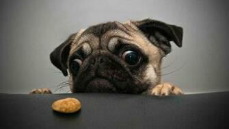 Funny Pug Wallpaper