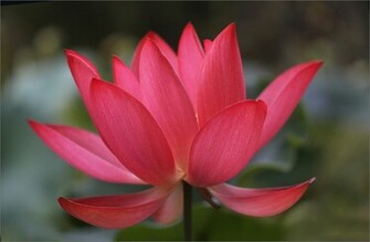 Red Lotus Flower HD Wallpaper Image Pictures Tattoos And