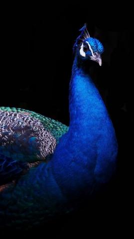 Beautiful Peacock Watercolor Wallpaper Phone Photos