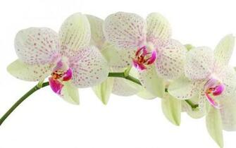 Orchid Wallpaper