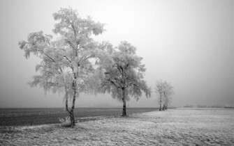 Scene Cool Frozen Trees HD Wallpaper High Definition