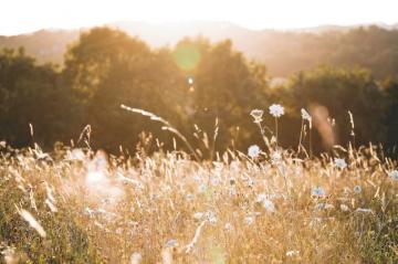 Wildflower Pictures Image