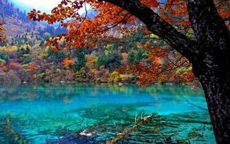 Beautiful Forest Wallpaper