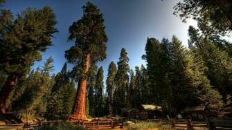 Redwood Forest Wallpaper