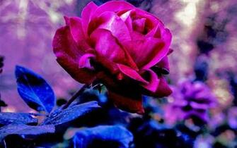 Purple Rose Wallpaper Desktop Flower Picture Jpg