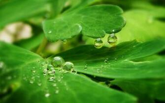 Natural Green Wallpaper For Desktop Jpg