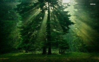 Sunlit Oak Wallpaper Nature