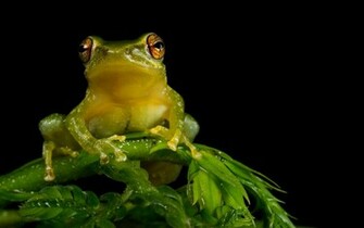 Tree Frog Wallpaper