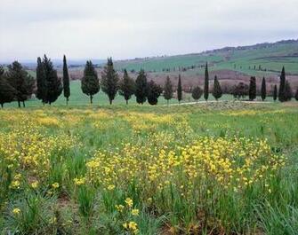 Countryside Outside Pienza Italy Wall Art Traditional Wallpaper