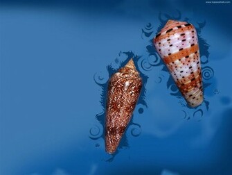 Sea Shell Wallpaper