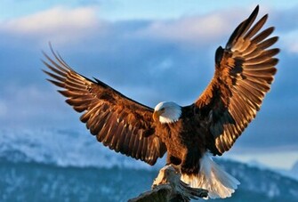 Bald Eagle Wallpaper Pictures