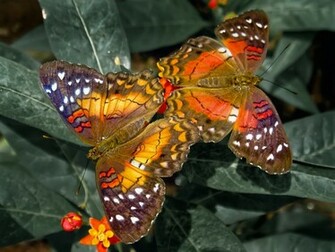Cool Desktop Background Butterfly