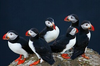 Puffin Huddle A Portrait Of Puffins On The Cliffs At Dyrholaey Iceland