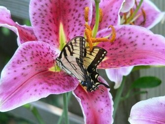 Related Pictures Stargazer Lilies Wallpaper