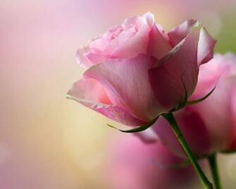 Pink Rose Background
