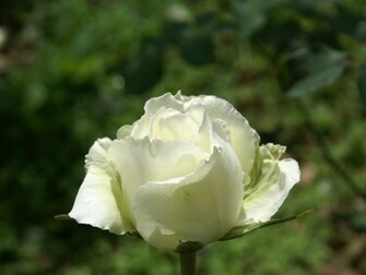Rose Wallpaper Philippine Roses