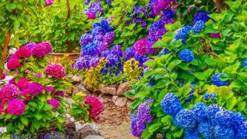 Ariel Whitely Noll Hydrangea Come With Variety Of Features