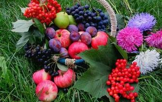 Vegetables Fruits Flowers Wallpaper