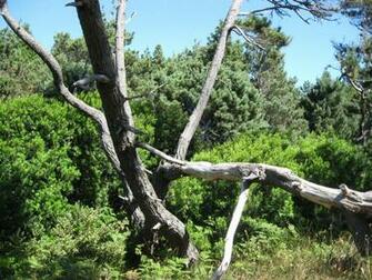 Northern California Beach Tree Wallpaper