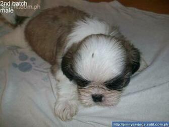 Cute Puppy Dogs Shih Tzu Puppies