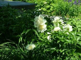 Landscape Plants Trees Shrubs Identification Pictures