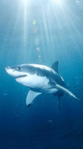 iPhone Wallpaper