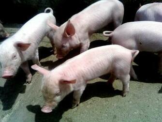 Pig Pictures HD Wallpaper Lovely