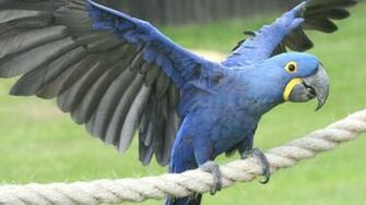Pin Hyacinth Macaw Wallpaper