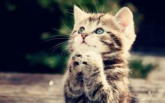 Cute Begging Kitten Wallpaper Hq