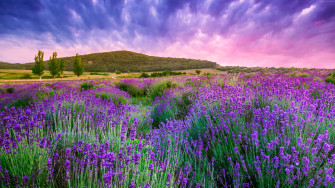 Lavender Fields Of Provence Under A Beautiful Sky France Wallpaper