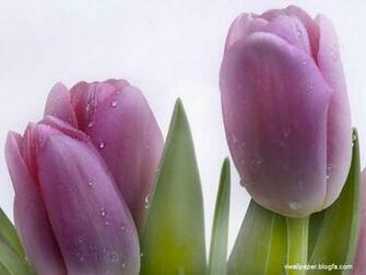 Flower Wallpaper Jpg