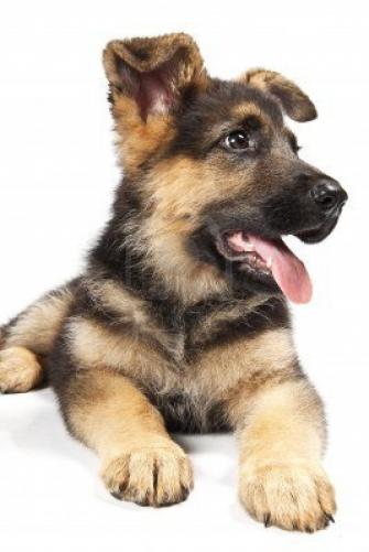 Puppy Of German Shepard Dog Portrait On White Background Puppies