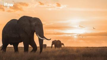 Elephant Zoom Background Ifaw