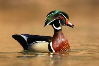 Wood Duck Wallpaper
