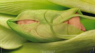 Anne Geddes Wallpaper Baby