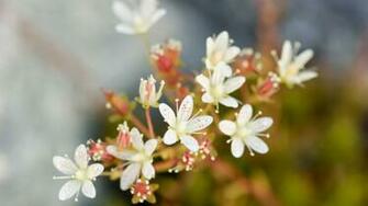 Full Screen Flower Wallpaper Image Collection Of