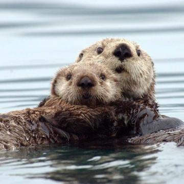 Sea Otters Use Muscles To Chemically Generate Heat Without