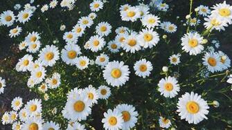 Daisy Laptop Wallpaper Top Background