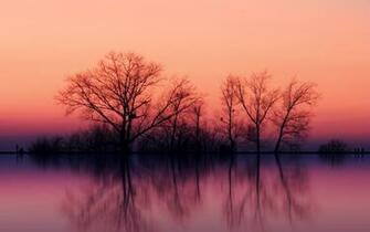 Pink Sky Dark Trees Sea Wallpaper