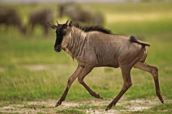Galloping Wildebeestin Grassland Wallpaper